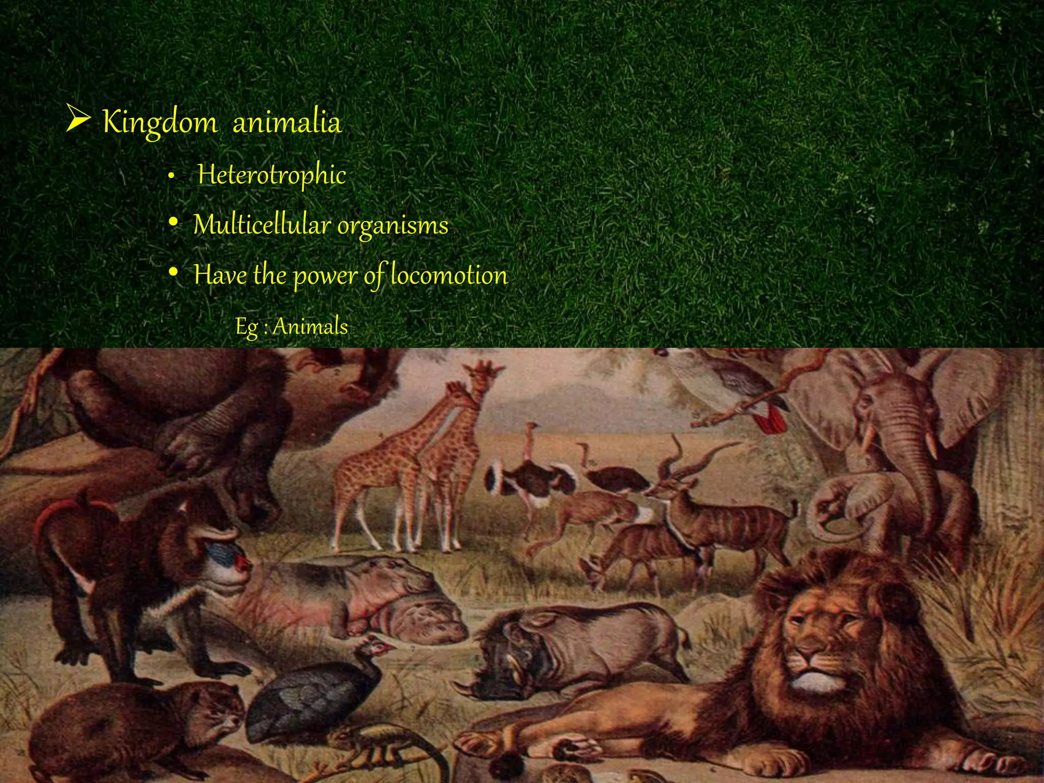  Kingdom animalia
• Heterotrophic
• Multicellular organisms
• Have the power of locomotion
Eg : Animals