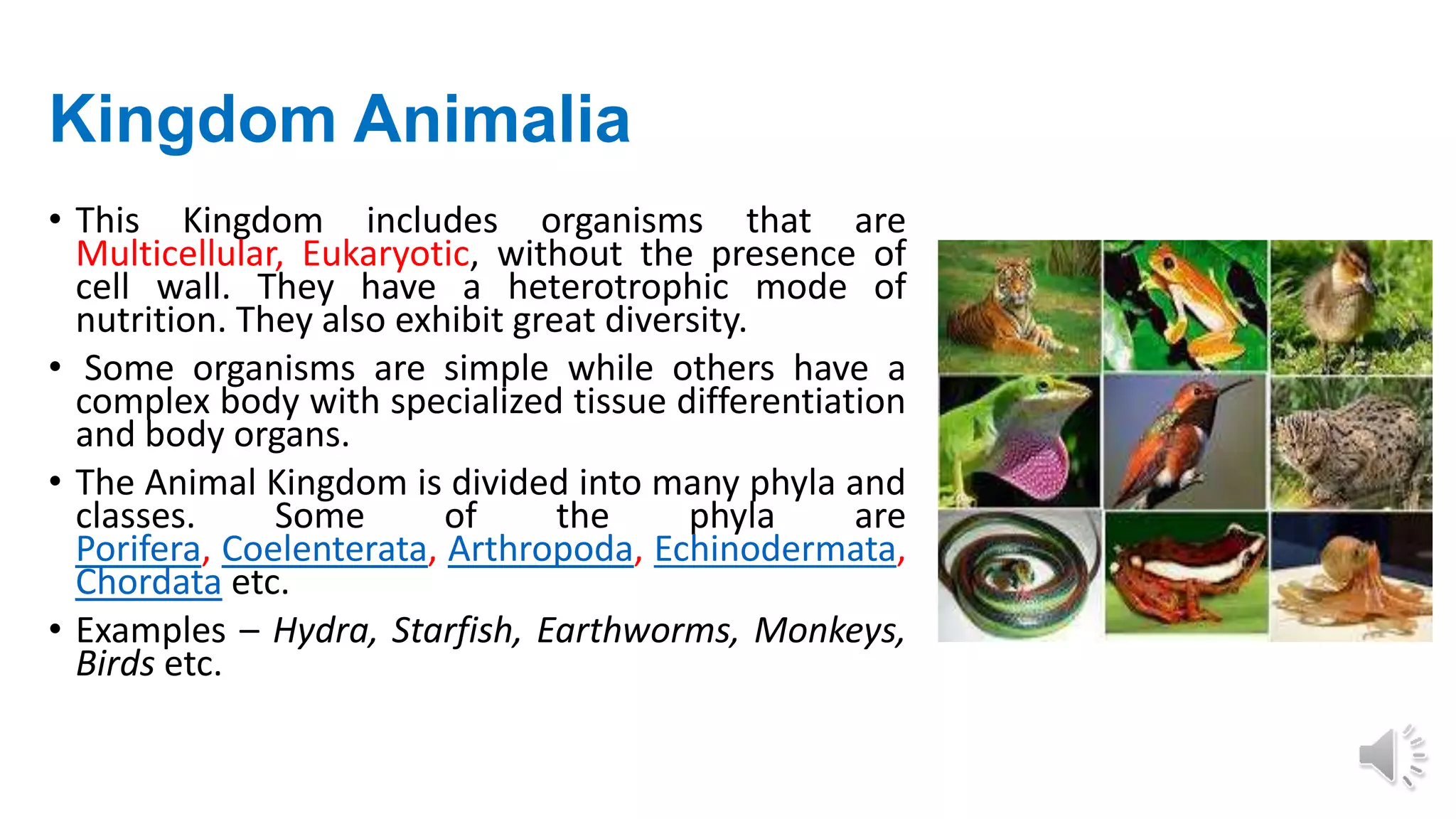 Kingdom Animalia
• This Kingdom includes organisms that are
Multicellular, Eukaryotic, without the presence of
cell wall. They have a heterotrophic mode of
nutrition. They also exhibit great diversity.
• Some organisms are simple while others have a
complex body with specialized tissue differentiation
and body organs.
• The Animal Kingdom is divided into many phyla and
classes. Some of the phyla are
Porifera, Coelenterata, Arthropoda, Echinodermata,
Chordata etc.
• Examples – Hydra, Starfish, Earthworms, Monkeys,
Birds etc.
 