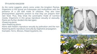  PLANTAE KINGDOM
As the name suggests, plants come under the kingdom Plantae.
Organisms in this group are Eukaryotes and multicellular with the
presence of a cell wall made of cellulose. They also have
photosynthetic pigments present so that they can prepare their
own food. Thus, they show the autotrophic mode of nutrition
mostly. Organisms in this group reproduce sexually or asexually.
Plants are further divided into two types:
•Flowering plants
•Non-Flowering plants
Plants with flowers reproduce sexually by pollination and the non-
flowering plants reproduce asexually by vegetative propagation.
Examples- Ferns, Mosses, Flowering plants, etc.
This Photo by Unknown Author is licensed under CC BY-NC
 
