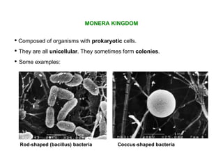 • They are all unicellular. They sometimes form colonies.
MONERA KINGDOM
• Composed of organisms with prokaryotic cells.
• Some examples:
Rod-shaped (bacillus) bacteria Coccus-shaped bacteria
 