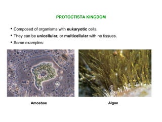 • They can be unicellular, or multicellular with no tissues.
PROTOCTISTA KINGDOM
• Composed of organisms with eukaryotic cells.
• Some examples:
Amoebae Algae
 