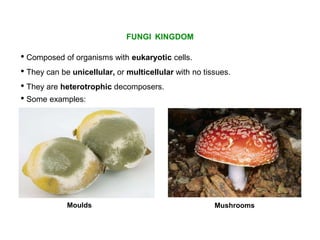 FUNGI KINGDOM
• They are heterotrophic decomposers.
Mushrooms
• They can be unicellular, or multicellular with no tissues.
• Composed of organisms with eukaryotic cells.
Moulds
• Some examples:
 