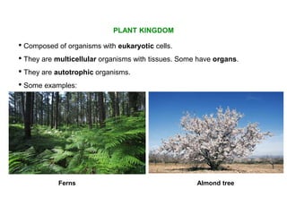 PLANT KINGDOM
Almond tree
• They are autotrophic organisms.
• They are multicellular organisms with tissues. Some have organs.
• Composed of organisms with eukaryotic cells.
Ferns
• Some examples:
 