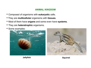 ANIMAL KINGDOM
Squirrel
• They are heterotrophic organisms.
• They are multicellular organisms with tissues.
• Composed of organisms with eukaryotic cells.
Jellyfish
• Some examples:
• Most of them have organs and some even have systems.
 
