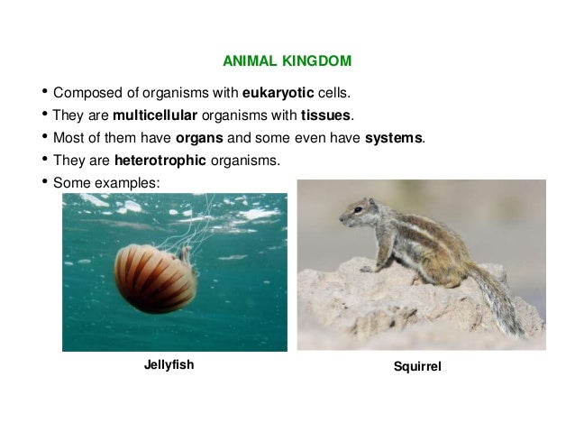 heterotrophic organisms