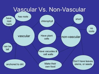 Vascular Vs. Non-Vascular
vascular non-vascular
chlorophyll
Have plant
cells
Have vacuoles &
cell walls
Make their
own food
has roots
anchored to dirt
have
root
hairs
can be
tall
short
no
roots
Don’t have leaves,
stems, or seeds
 