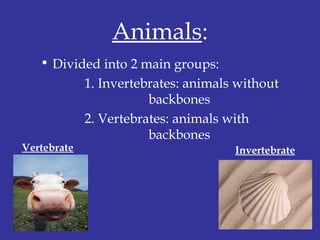 Animals:
• Divided into 2 main groups:
1. Invertebrates: animals without
backbones
2. Vertebrates: animals with
backbones
Vertebrate Invertebrate
 
