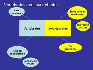 Vertebrates and Invertebrates
Vertebrates Invertebrates
Have an
endoskeleton
Endo means
inside
Have
backbones
No
backbones
Some have an
exoskeleton
Exo means
outside
 