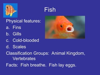 Fish
Physical features:
a. Fins
b. Gills
c. Cold-blooded
d. Scales
Classification Groups: Animal Kingdom,
Vertebrates
Facts: Fish breathe. Fish lay eggs.
 