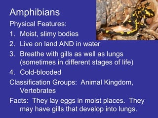 Amphibians
Physical Features:
1. Moist, slimy bodies
2. Live on land AND in water
3. Breathe with gills as well as lungs
(sometimes in different stages of life)
4. Cold-blooded
Classification Groups: Animal Kingdom,
Vertebrates
Facts: They lay eggs in moist places. They
may have gills that develop into lungs.
 