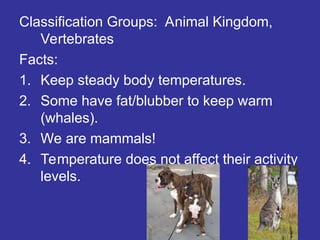 Classification Groups: Animal Kingdom,
Vertebrates
Facts:
1. Keep steady body temperatures.
2. Some have fat/blubber to keep warm
(whales).
3. We are mammals!
4. Temperature does not affect their activity
levels.
 