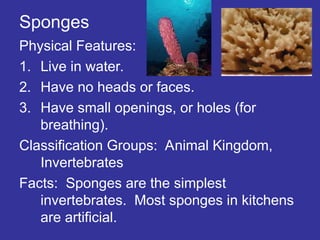 Sponges
Physical Features:
1. Live in water.
2. Have no heads or faces.
3. Have small openings, or holes (for
breathing).
Classification Groups: Animal Kingdom,
Invertebrates
Facts: Sponges are the simplest
invertebrates. Most sponges in kitchens
are artificial.
 