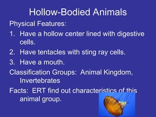 Hollow-Bodied Animals
Physical Features:
1. Have a hollow center lined with digestive
cells.
2. Have tentacles with sting ray cells.
3. Have a mouth.
Classification Groups: Animal Kingdom,
Invertebrates
Facts: ERT find out characteristics of this
animal group.
 