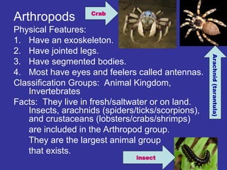 Arthropods
Physical Features:
1. Have an exoskeleton.
2. Have jointed legs.
3. Have segmented bodies.
4. Most have eyes and feelers called antennas.
Classification Groups: Animal Kingdom,
Invertebrates
Facts: They live in fresh/saltwater or on land.
Insects, arachnids (spiders/ticks/scorpions),
and crustaceans (lobsters/crabs/shrimps)
are included in the Arthropod group.
They are the largest animal group
that exists.
insect
Arachnid
(tarantula)
Crab
 