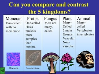 Can you compare and contrast
the 5 kingdoms?
Moneran Protist Fungus Plant Animal
One-celled
Has a
nucleus
more
complex
than
monera
Most are
many-
celled
Many-
celled
Vertebrates
invertebrates
Many-
Celled
2 main
Groups
Vascular
Non-
vascular
Bacteria Paramecium
One-celled
with no
membrane
 