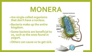 MONERA
•Are single-celled organisms
that don’t have a nucleus.
•Bacteria make up the entire
kingdom.
•Some bacteria are beneficial to
us, such as the ones found in
yogurt.
•Others can cause us to get sick.