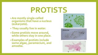 PROTISTS
• Are mostly single-celled
organisms that have a nucleus
(eukaryote).
• They usually live in water.
• Some protists move around,
while others stay in one place.
• Examples of protists include
some algae, paramecium, and
amoeba.