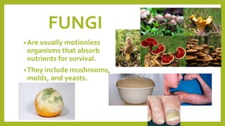 FUNGI
•Are usually motionless
organisms that absorb
nutrients for survival.
•They include mushrooms,
molds, and yeasts.