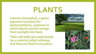 PLANTS
Contain chlorophyll, a green
pigment necessary for
photosynthesis, a process in
which plants convert energy
from sunlight into food.
Their cell walls are made sturdy
by a material called cellulose,
and they are fixed in one place.