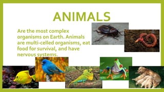 ANIMALS
Are the most complex
organisms on Earth. Animals
are multi-celled organisms, eat
food for survival, and have
nervous systems.