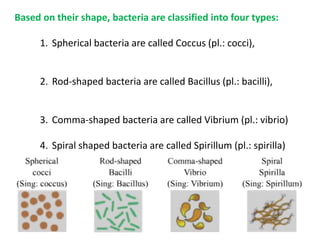 Based on their shape, bacteria are classified into four types:
1. Spherical bacteria are called Coccus (pl.: cocci),
2. Rod-shaped bacteria are called Bacillus (pl.: bacilli),
3. Comma-shaped bacteria are called Vibrium (pl.: vibrio)
4. Spiral shaped bacteria are called Spirillum (pl.: spirilla)
 