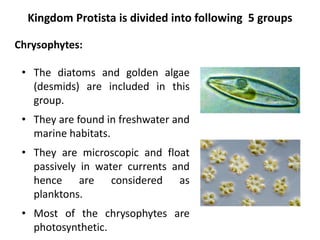 Chrysophytes:
• The diatoms and golden algae
(desmids) are included in this
group.
• They are found in freshwater and
marine habitats.
• They are microscopic and float
passively in water currents and
hence are considered as
planktons.
• Most of the chrysophytes are
photosynthetic.
Kingdom Protista is divided into following 5 groups
 