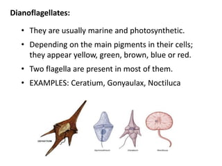 Dianoflagellates:
• They are usually marine and photosynthetic.
• Depending on the main pigments in their cells;
they appear yellow, green, brown, blue or red.
• Two flagella are present in most of them.
• EXAMPLES: Ceratium, Gonyaulax, Noctiluca
 