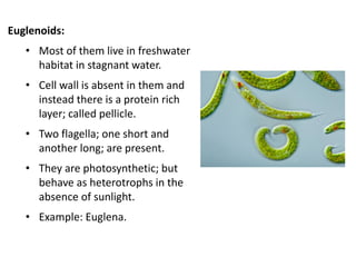 Euglenoids:
• Most of them live in freshwater
habitat in stagnant water.
• Cell wall is absent in them and
instead there is a protein rich
layer; called pellicle.
• Two flagella; one short and
another long; are present.
• They are photosynthetic; but
behave as heterotrophs in the
absence of sunlight.
• Example: Euglena.
 