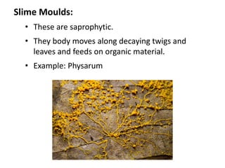 Slime Moulds:
• These are saprophytic.
• They body moves along decaying twigs and
leaves and feeds on organic material.
• Example: Physarum
 