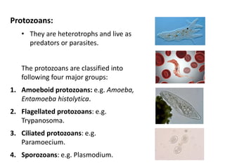 Protozoans:
• They are heterotrophs and live as
predators or parasites.
The protozoans are classified into
following four major groups:
1. Amoeboid protozoans: e.g. Amoeba,
Entamoeba histolytica.
2. Flagellated protozoans: e.g.
Trypanosoma.
3. Ciliated protozoans: e.g.
Paramoecium.
4. Sporozoans: e.g. Plasmodium.
 