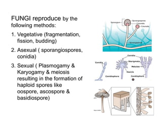 FUNGI reproduce by the
following methods:
1. Vegetative (fragmentation,
fission, budding)
2. Asexual ( sporangiospores,
conidia)
3. Sexual ( Plasmogamy &
Karyogamy & meiosis
resulting in the formation of
haploid spores like
oospore, ascospore &
basidiospore)
 