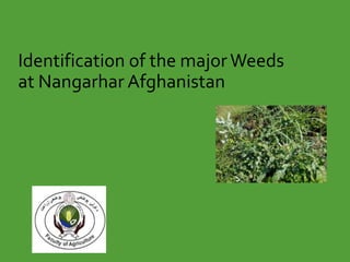 Identification of the majorWeeds
at Nangarhar Afghanistan
 