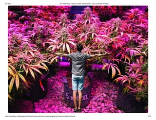 6/1/2021 Five Motivating Factors to Start Growing Your Own Cannabis at Home
https://cannabis.net/blog/opinion/five-motivating-factors-to-start-growing-your-own-cannabis-at-home 2/15
 Edit Article (https://cannabis.net/mycannabis/c-blog-entry/update/ ve-motivating-factors-to-start-growing-your-own-cannabis-at-home)
 Article List (https://cannabis.net/mycannabis/c-blog)
 