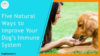 Five Natural
Ways to
Improve Your
Dog’s Immune
System
DogExpress.in
 