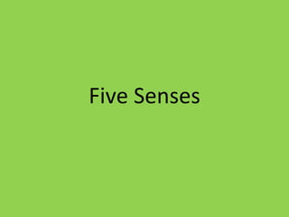 Five Senses 