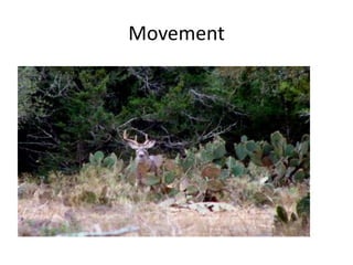 Movement