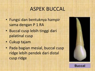 Bagian Ridge Morphology of Permanent Teeth | PPTX