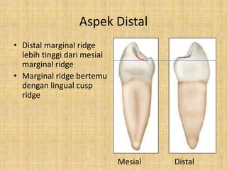 Option A Distal Marginal Ridge Morphology of Permanent Teeth | PPTX