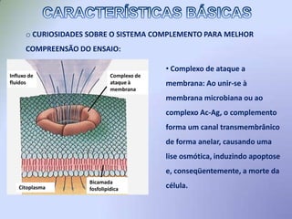  A ativação do sistema complemento por anticorpos ligados a antígenos resulta na formação de complexos de ataque a membrana que podem romper a membrana celular. Se o anticorpo é ligado a antígenos adsorvidos nas hemácias, estas são destruídas e ocorre hemólise. 