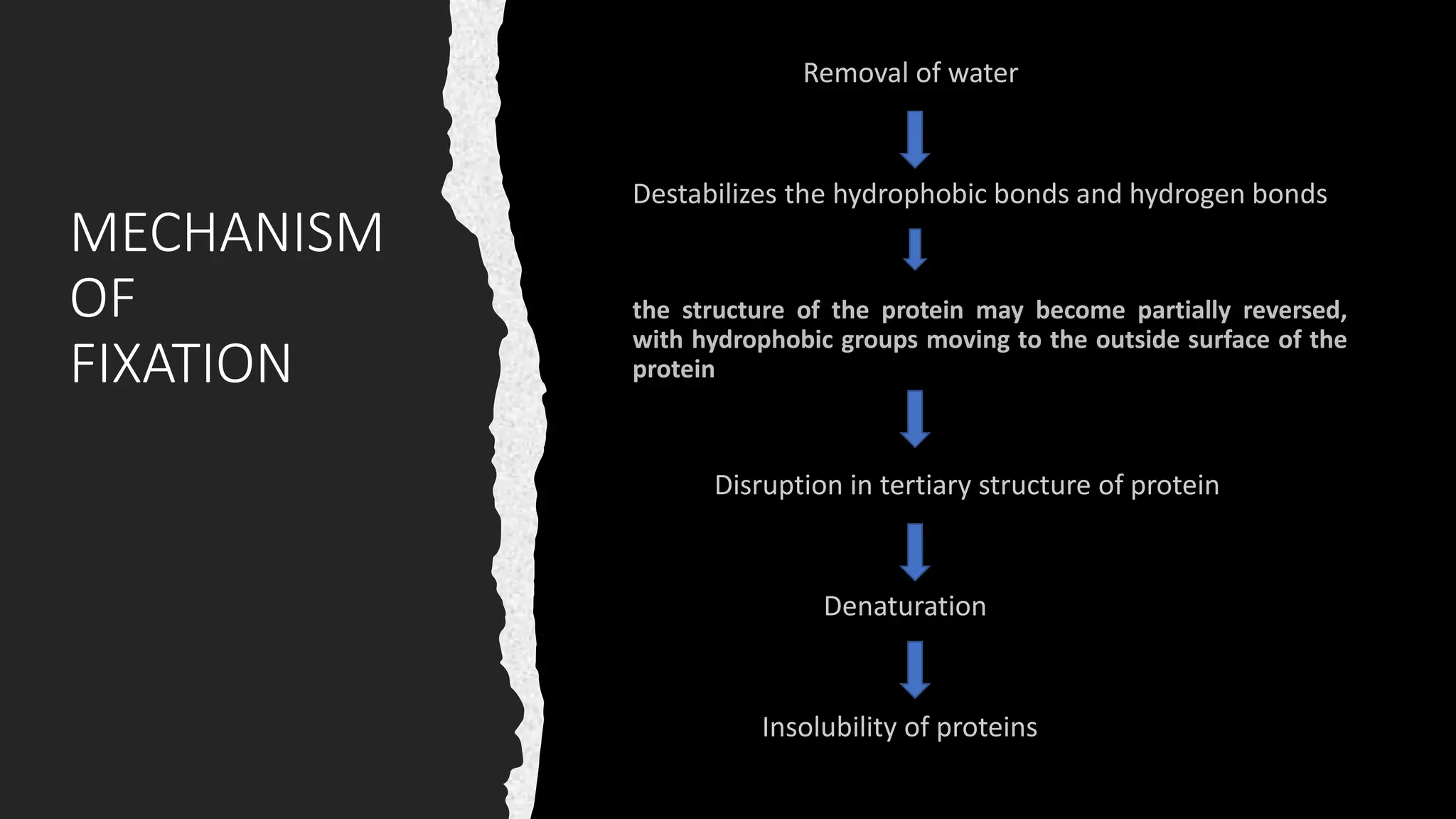 MECHANISM
OF
FIXATION
the structure of the protein may become partially reversed,
with hydrophobic groups moving to the outside surface of the
protein
 