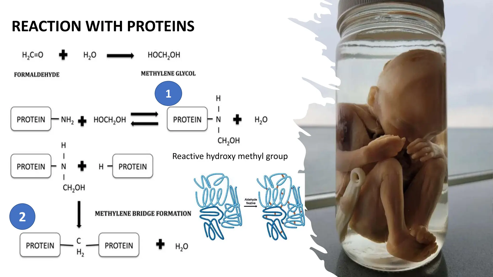 REACTION WITH PROTEINS
Reactive hydroxy methyl group
1
2
 