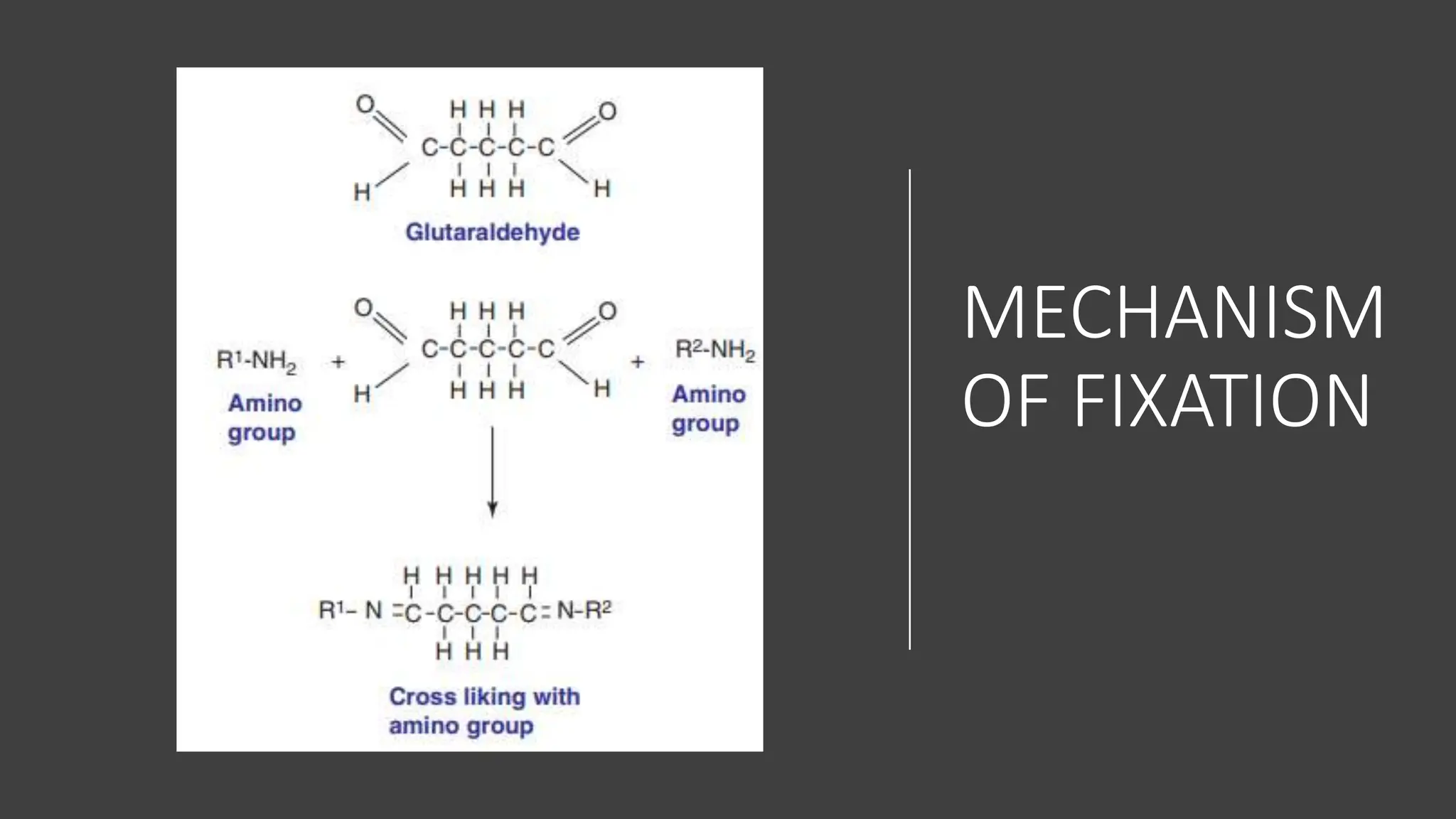 MECHANISM
OF FIXATION
 