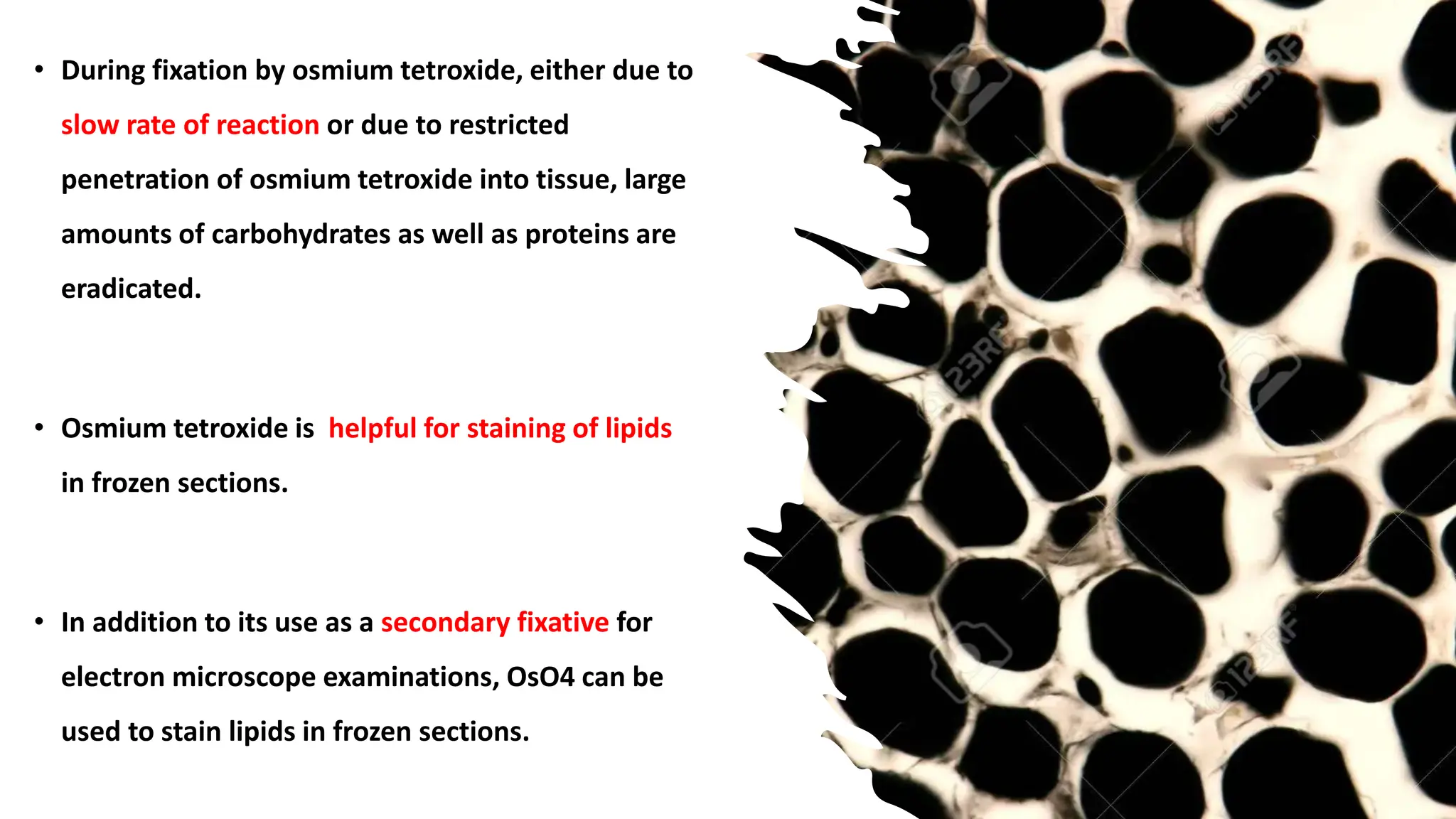 • During fixation by osmium tetroxide, either due to
slow rate of reaction or due to restricted
penetration of osmium tetroxide into tissue, large
amounts of carbohydrates as well as proteins are
eradicated.
• Osmium tetroxide is helpful for staining of lipids
in frozen sections.
• In addition to its use as a secondary fixative for
electron microscope examinations, OsO4 can be
used to stain lipids in frozen sections.
 