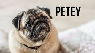 PETEY
 