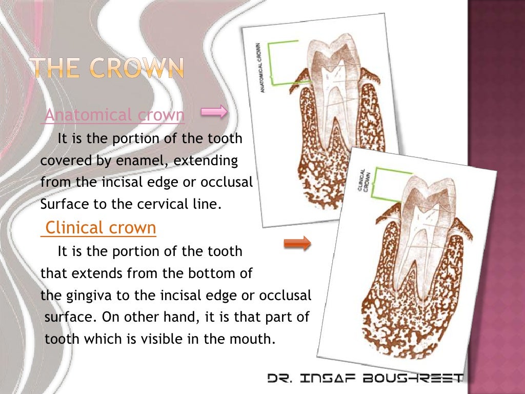 Fixed prosthodontics lesson 1