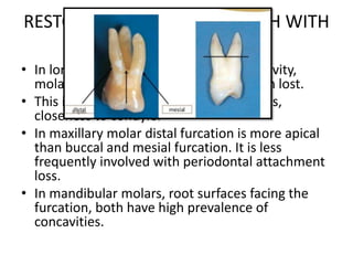RESTORATION OF MOLAR TEETH WITH
FURCATION INVASION
• In long term studies of the tooth longetivity,
molars are the teeth that are most often lost.
• This is due to Root complexity, furcations,
closeness to condyle.
• In maxillary molar distal furcation is more apical
than buccal and mesial furcation. It is less
frequently involved with periodontal attachment
loss.
• In mandibular molars, root surfaces facing the
furcation, both have high prevalence of
concavities.
 