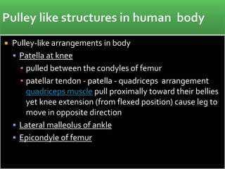  Pulley-like arrangements in body
 Patella at knee
▪ pulled between the condyles of femur
▪ patellar tendon - patella - quadriceps arrangement
quadriceps muscle pull proximally toward their bellies
yet knee extension (from flexed position) cause leg to
move in opposite direction
 Lateral malleolus of ankle
 Epicondyle of femur
 