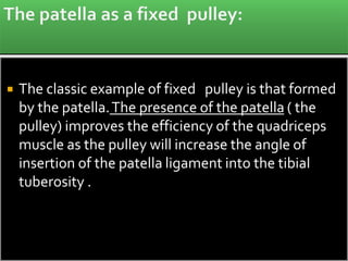  The classic example of fixed pulley is that formed
by the patella.The presence of the patella ( the
pulley) improves the efficiency of the quadriceps
muscle as the pulley will increase the angle of
insertion of the patella ligament into the tibial
tuberosity .
 