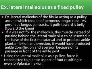  Ex. lateral malleolus of the fibula acting as a pulley
around which tendon of peroneus longus runs. As
peroneus longus contracts, it pulls toward it belly
(toward the knee)
 If it was not for the malleolus, this muscle instead of
passing behind the lateral malleolus to be inserted in
the base of the first metatarsal and to produce ankle
plantar flexion and eversion, it would have produced
ankle dorsiflexion and eversion because of its
passage in front of the ankle joint.
 Using the lateral malleolus as a pulley, force is
transmitted to plantar aspect of foot resulting in
eversion/plantar flexion.
 