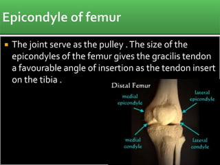  The joint serve as the pulley .The size of the
epicondyles of the femur gives the gracilis tendon
a favourable angle of insertion as the tendon insert
on the tibia .
 